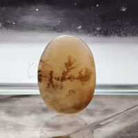 شجر  قائن کد 603