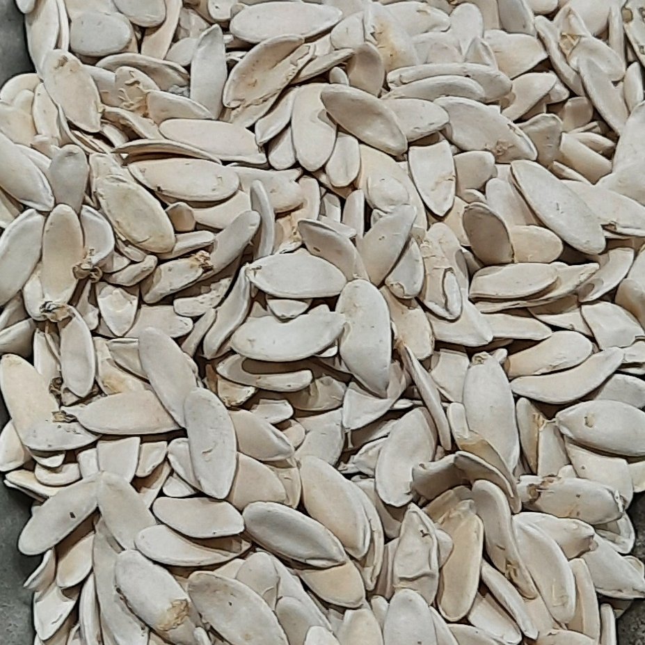 تخم خیار بومی خوراکی