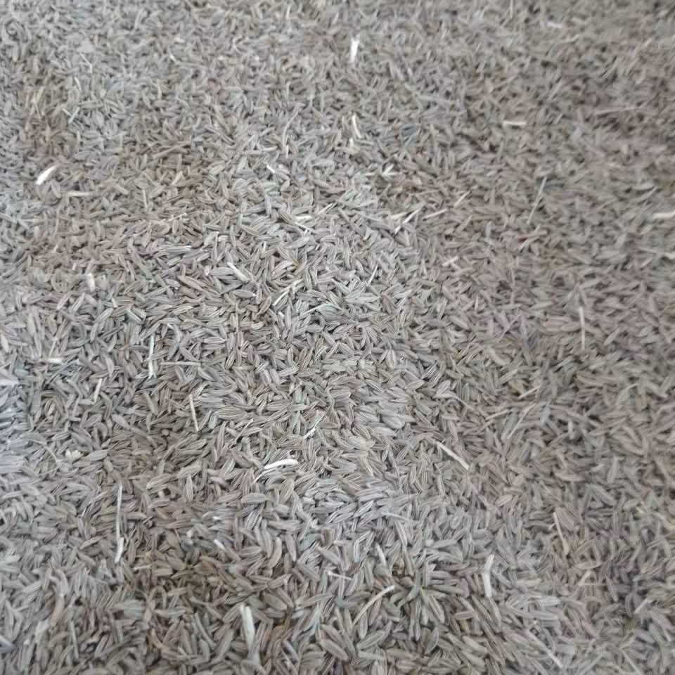 شاه زیره اصل (زیره سبز) درجه یک و اعلا خوشمزه و مفید ( یک کیلو گرم )