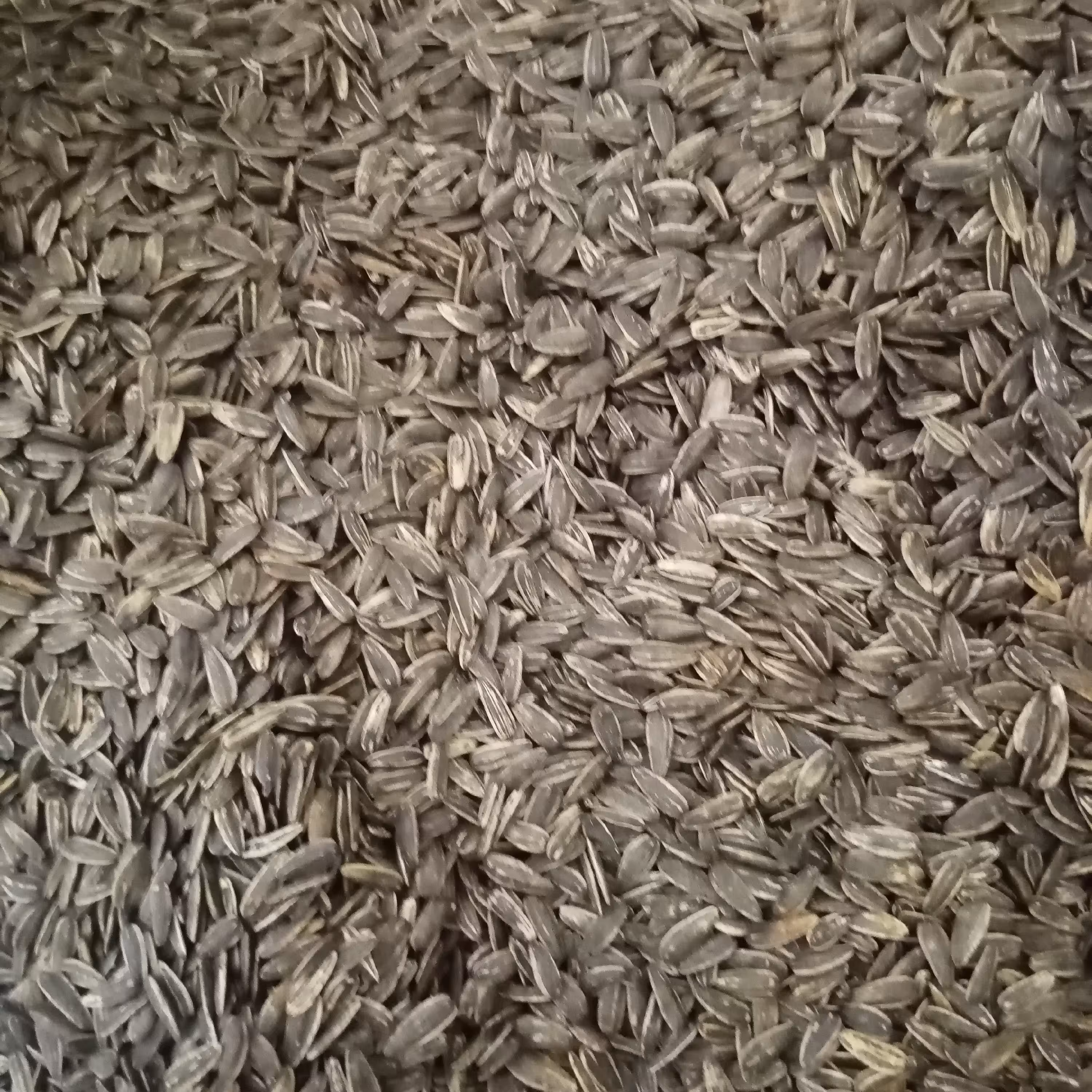 تخمه آفتابگردان دورسفید وارداتی با طعم کچاپ