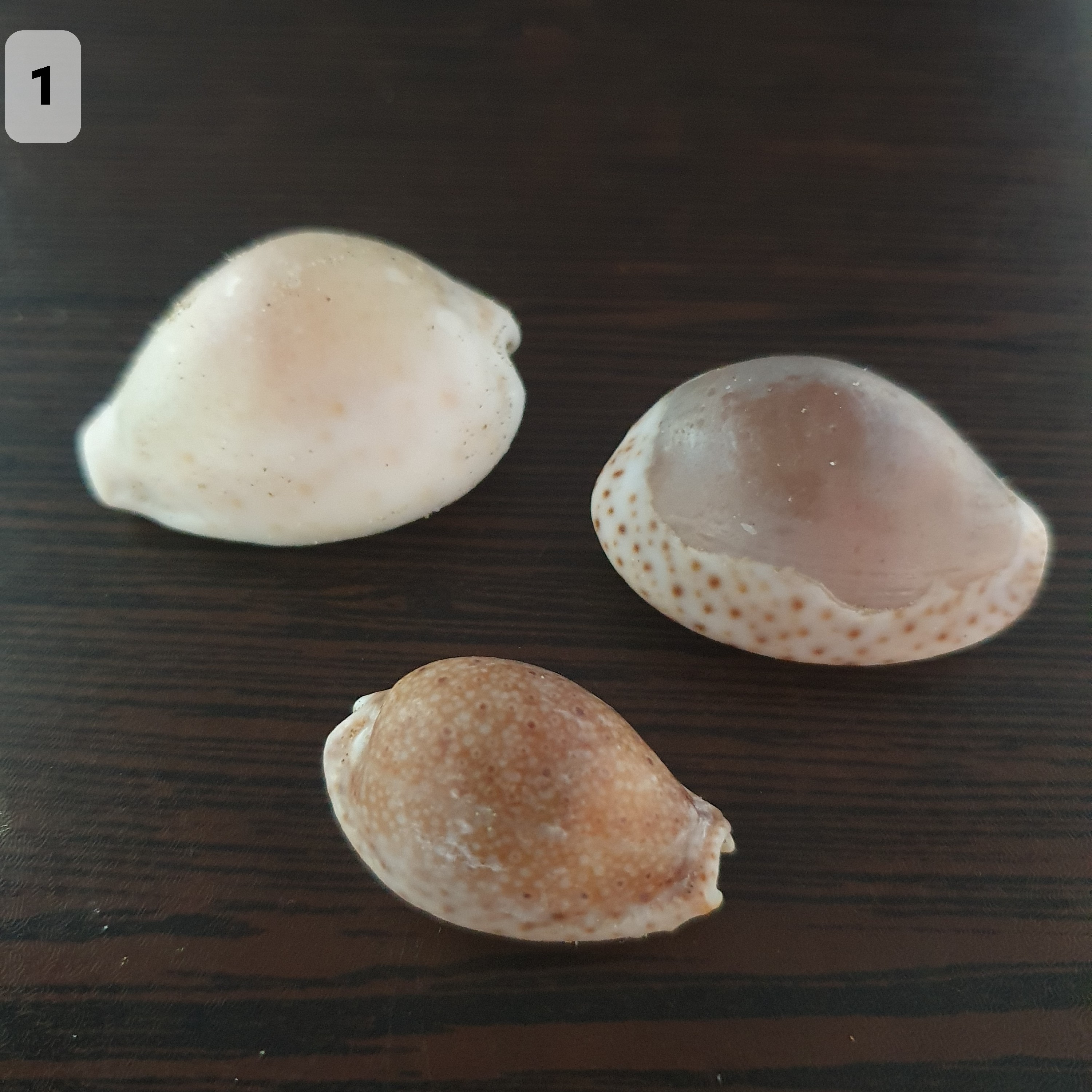 صدف سیپرا کوچک(سفید و رنگی)