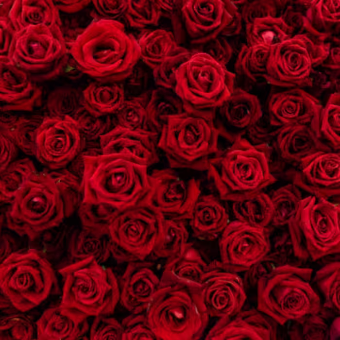 عطر گرمی گل رز،مقدار یک گرم