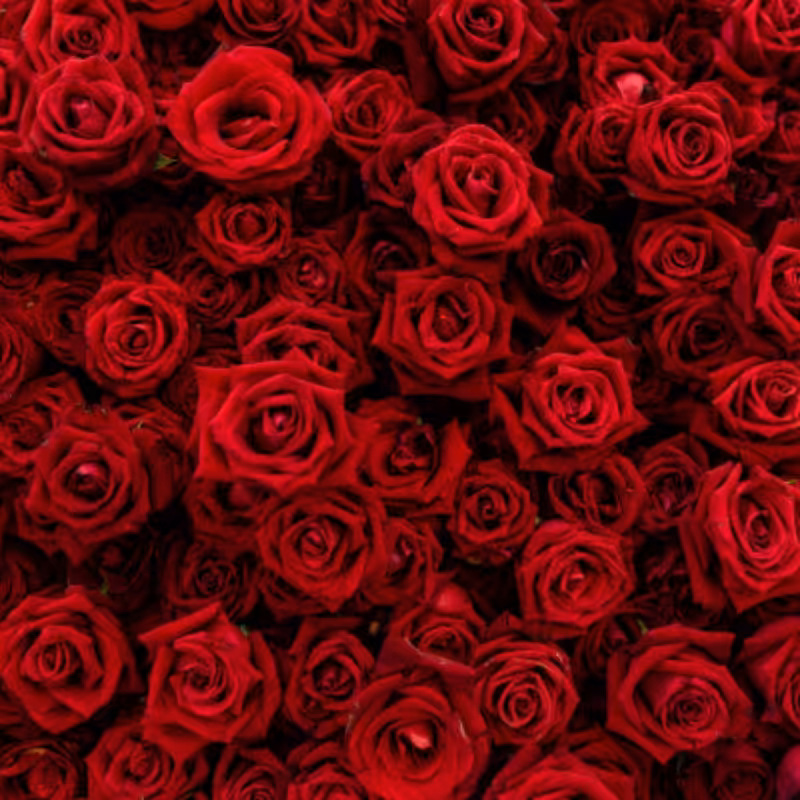 عطر گرمی گل رز،مقدار یک گرم