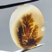 نگین عقیق شجر زیبای قائن