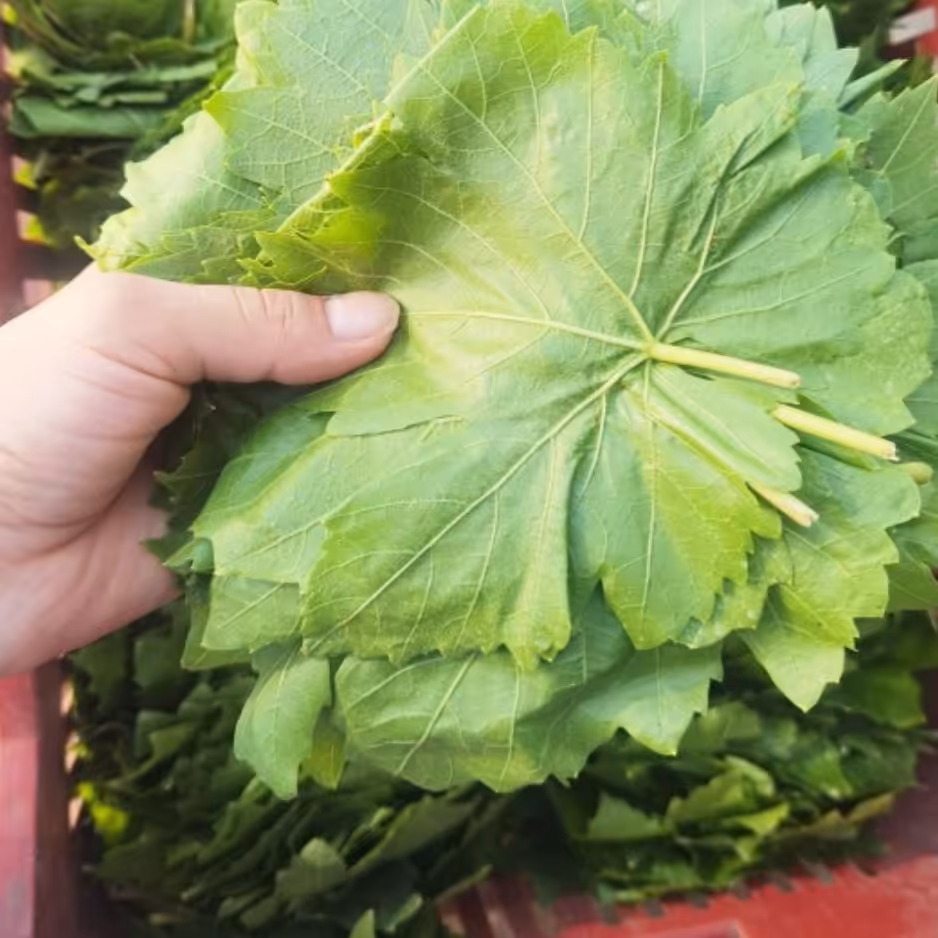 برگ دلمه مو کشمشی مراغه 