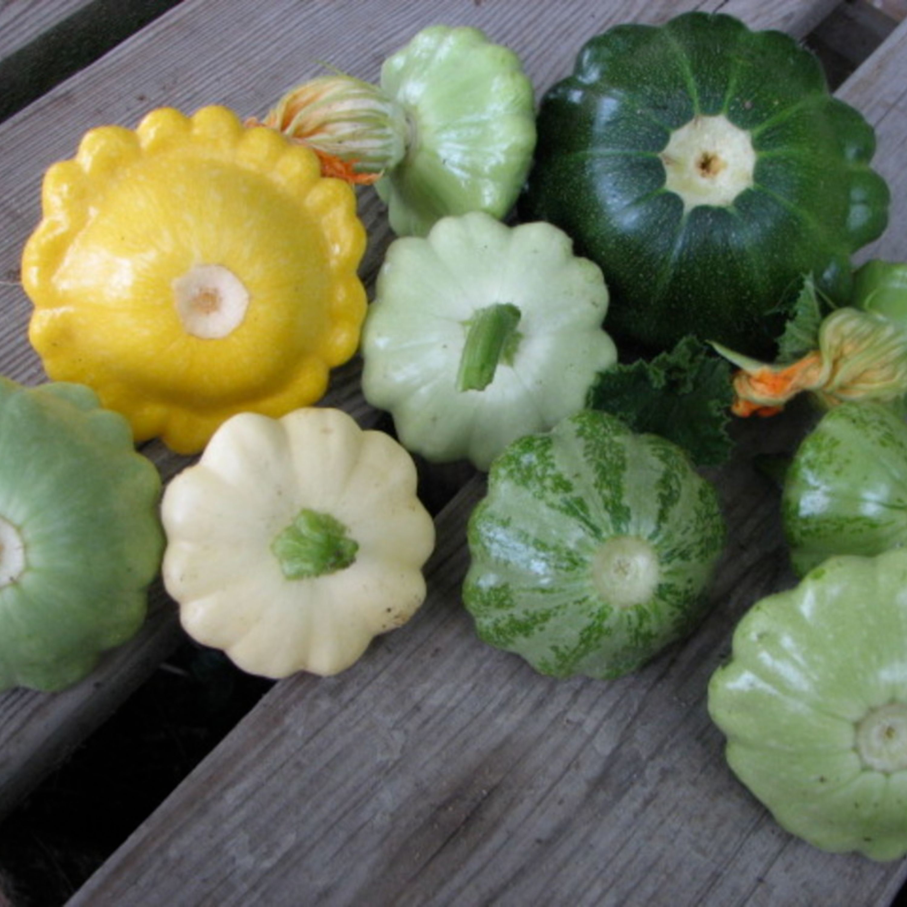 بذر کدو ستاره ای رنگارنگ بسته 10 عددی