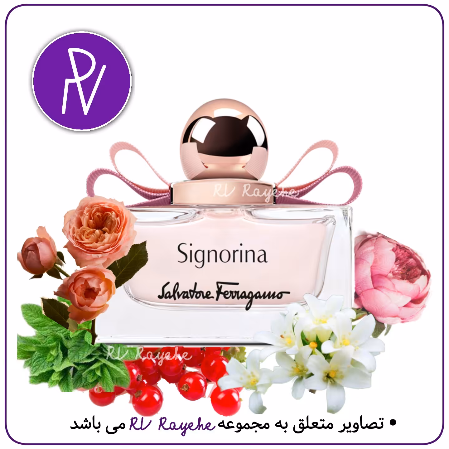 عطر  سیگنورینا 3 میل (خنک گلی میوه ای) سویسی  فرانسوی -توضیحات مطالعه گردد. آروی رایحه  RVrayehe  ادکلن سیگنورینا