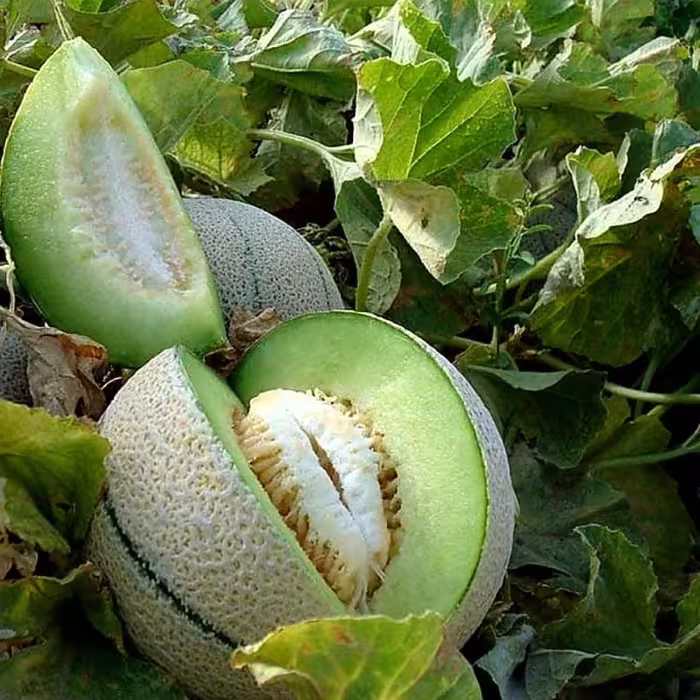 بذر طالبی گوشت سبز