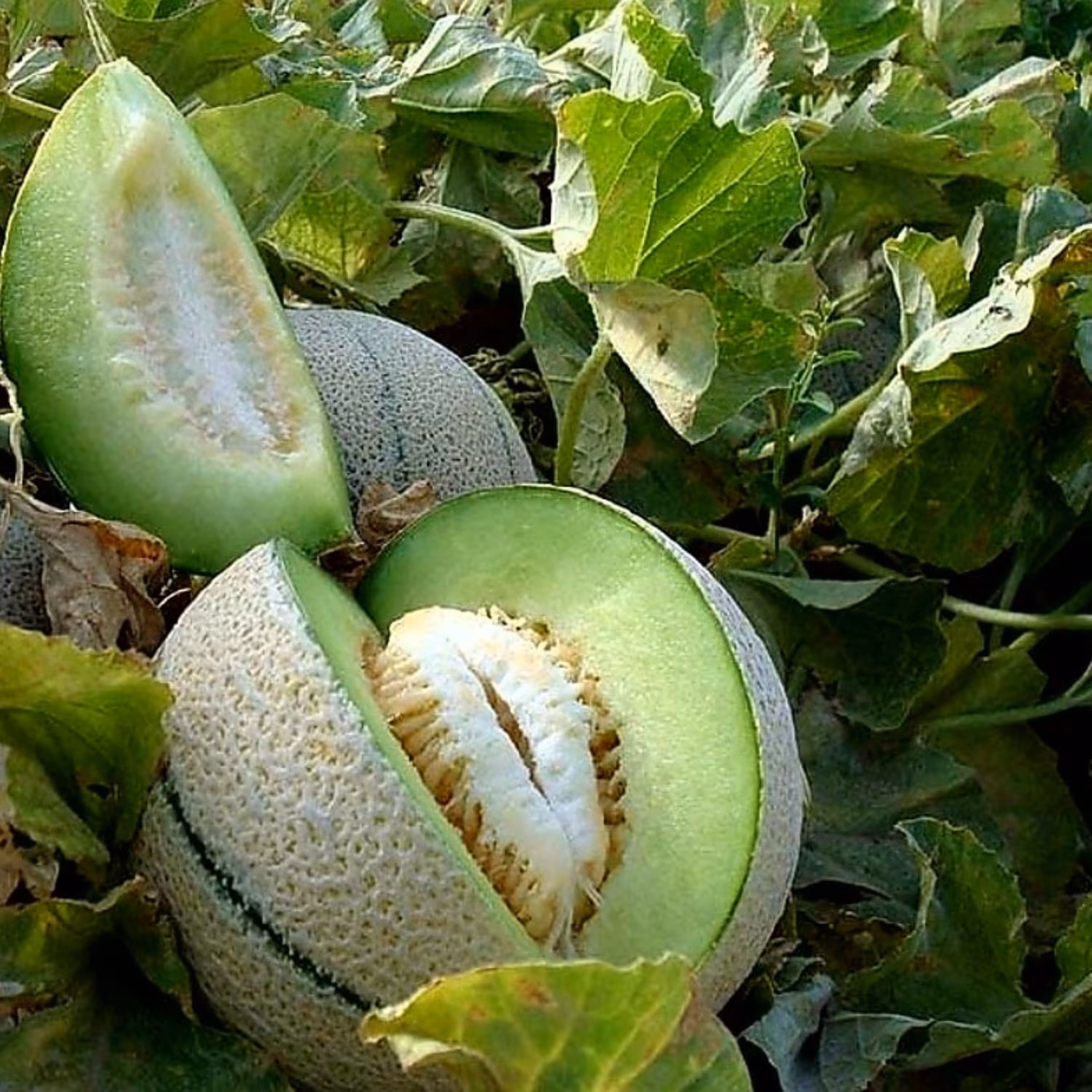 بذر طالبی گوشت سبز