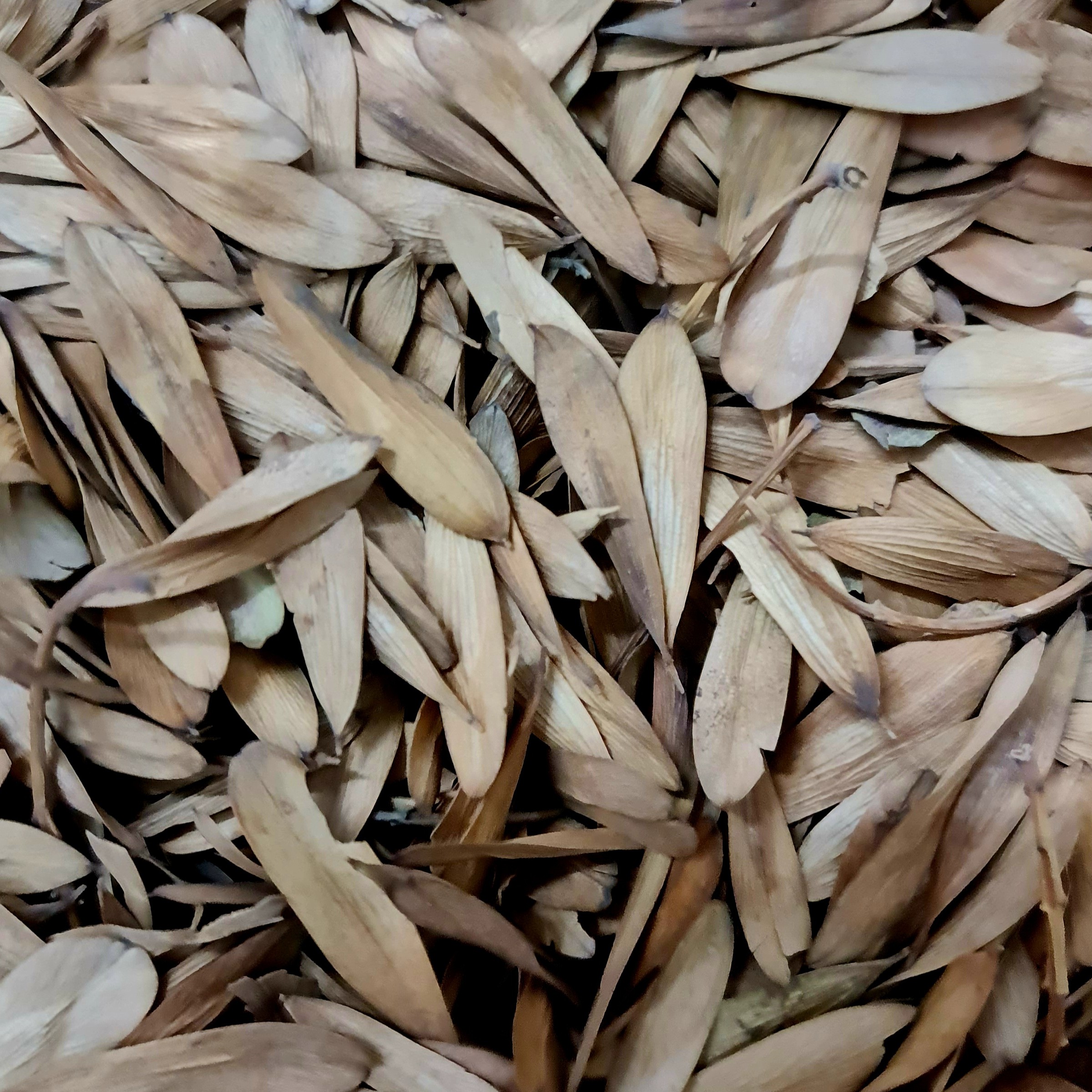 زبان گنجشک   200 گرمی