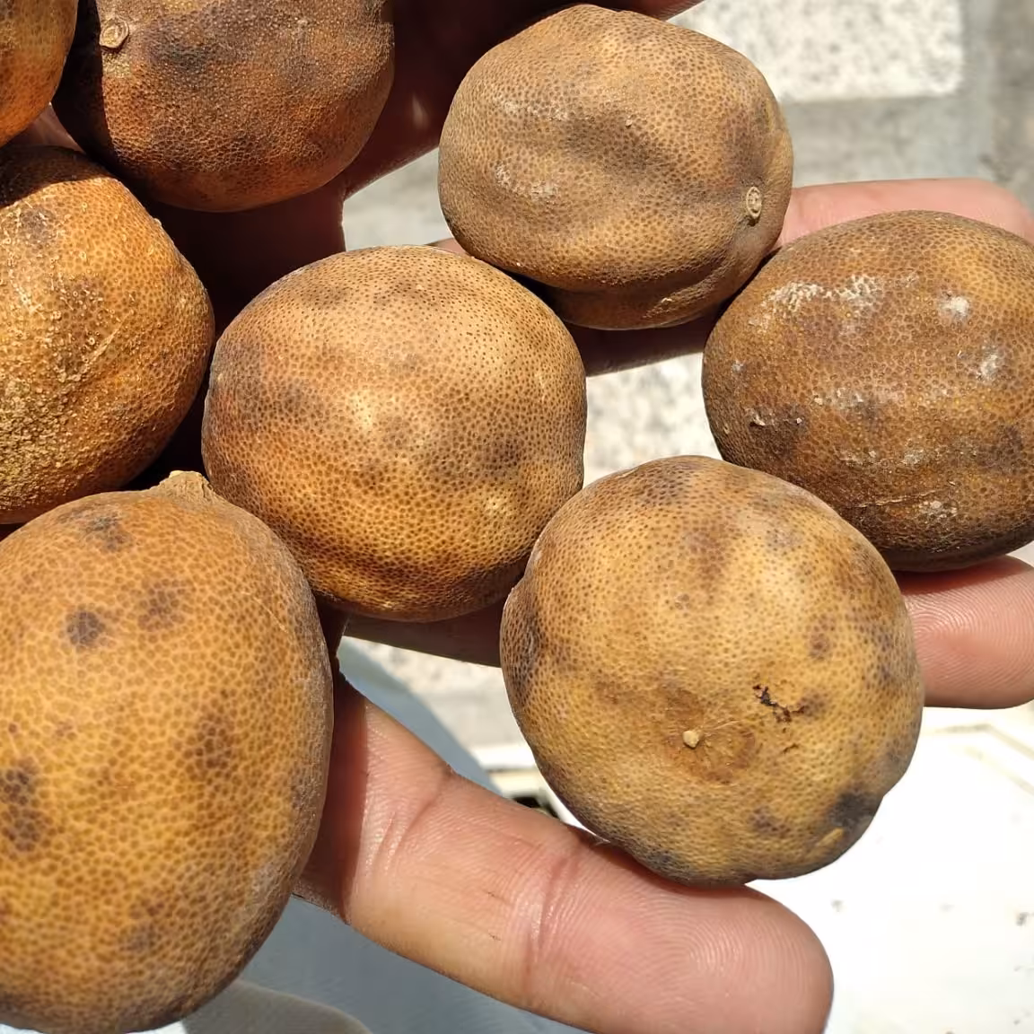 لیموخشک  رودان بدون تلخی(یک کیلویی) پس کرایه 