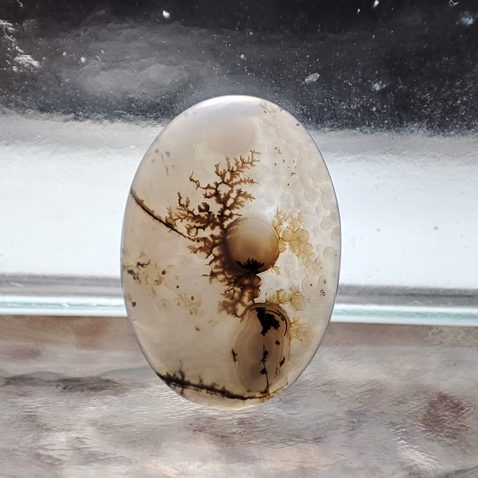 شجر  قائن کد 595