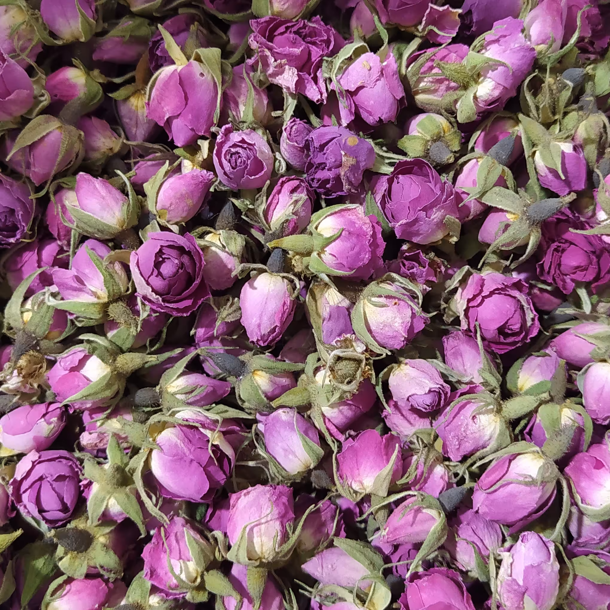 گل سرخ غنچه 