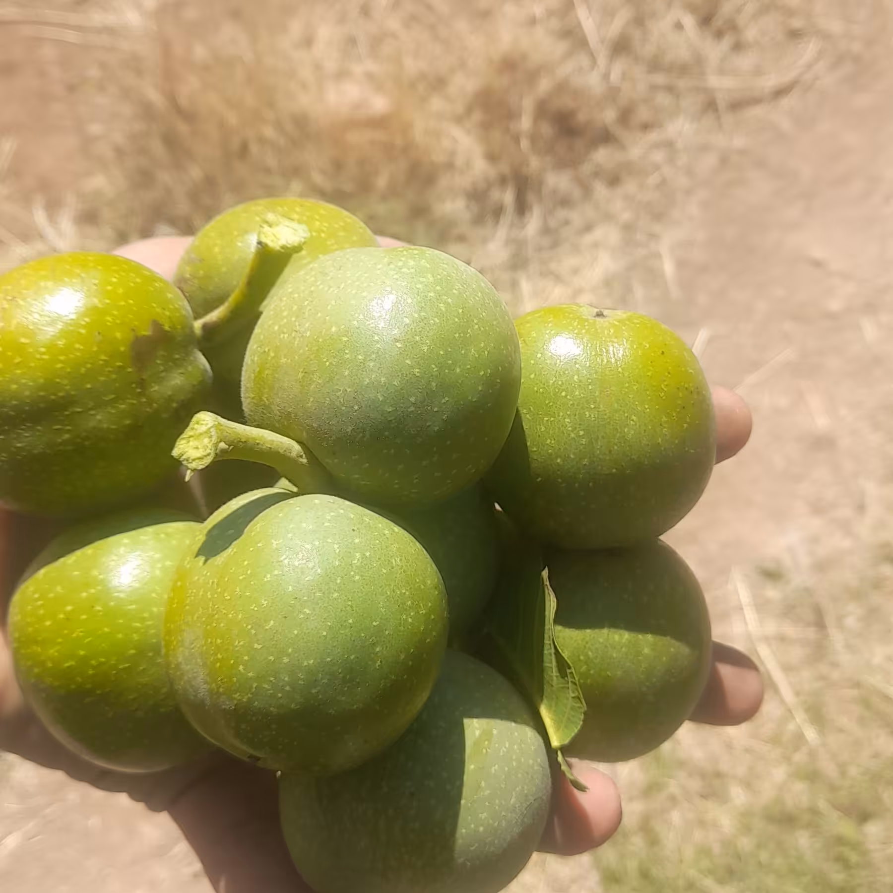 گردو تازه تازه