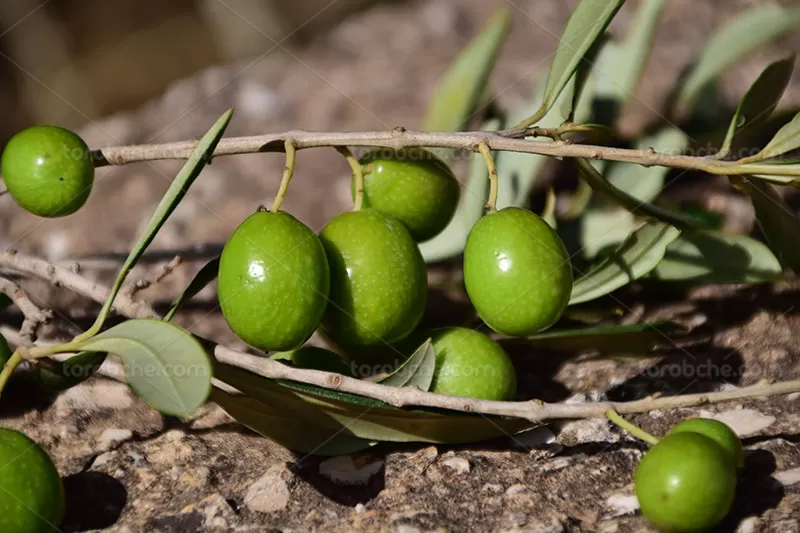 عکس زیتون سبز | گرافیک با طعم تربچه