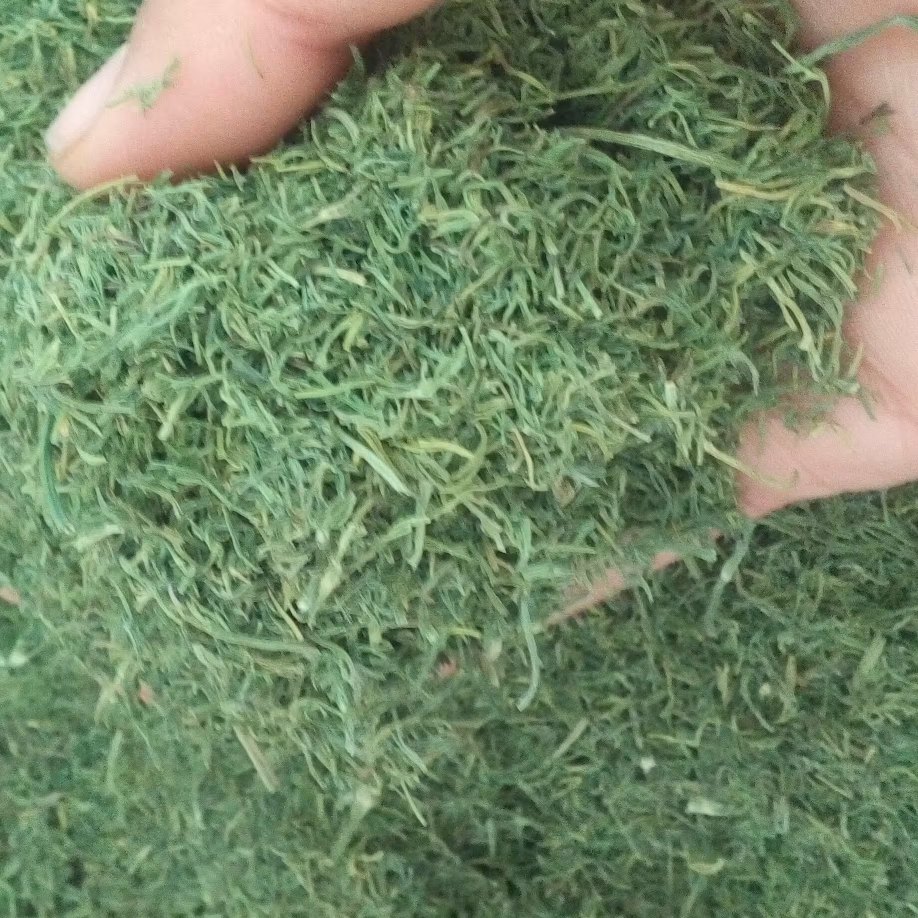 شوید خشک شده (500گرم)