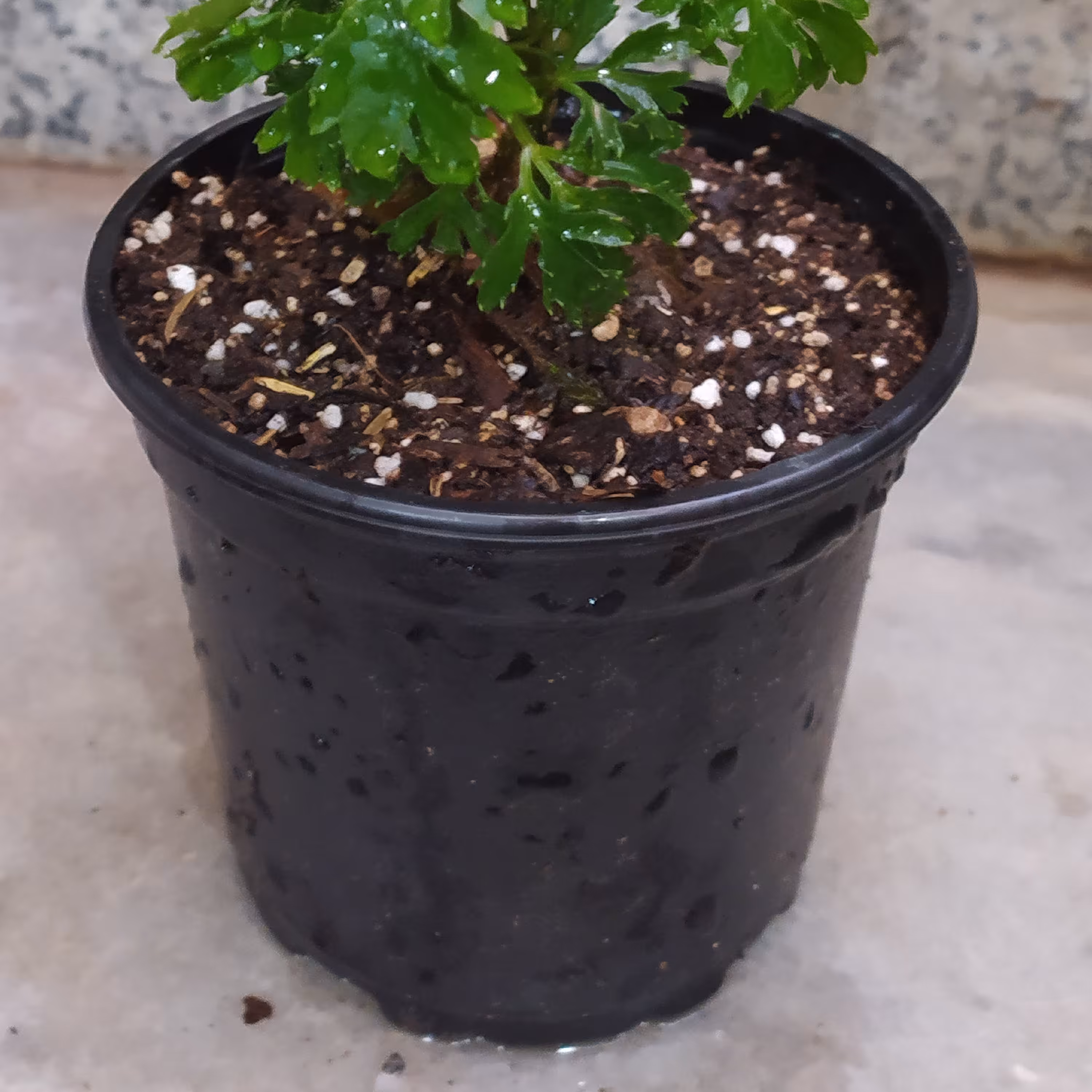 گلدان سایز 12