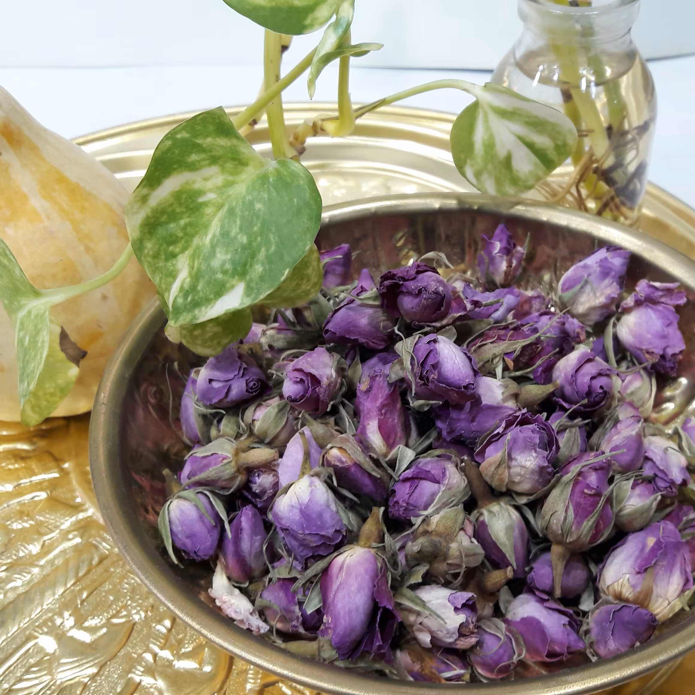 غنچه گل محمدی