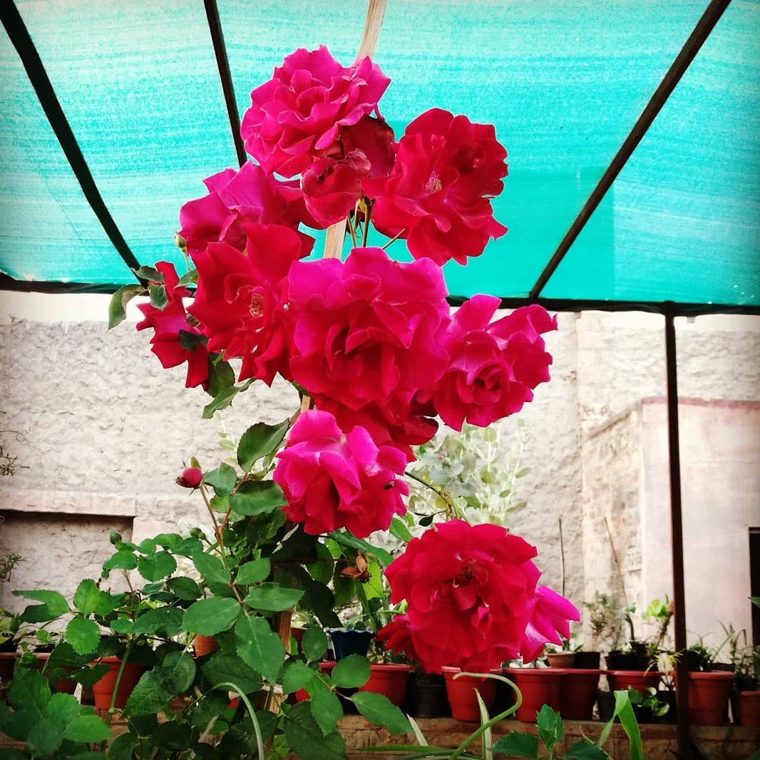 نهال گل رز محمدی فوق معطر هندی  رز گلاب هندی یا desi rose