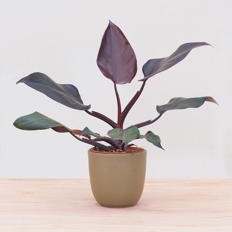 کود تقویتی مخصوص فیلودندرون بورگاندی ظرافت وزن 50 گرم