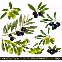 وکتور انواع زیتون تازه | گرافیک با طعم تربچه