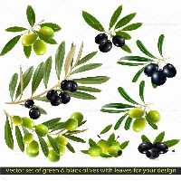 وکتور انواع زیتون تازه | گرافیک با طعم تربچه