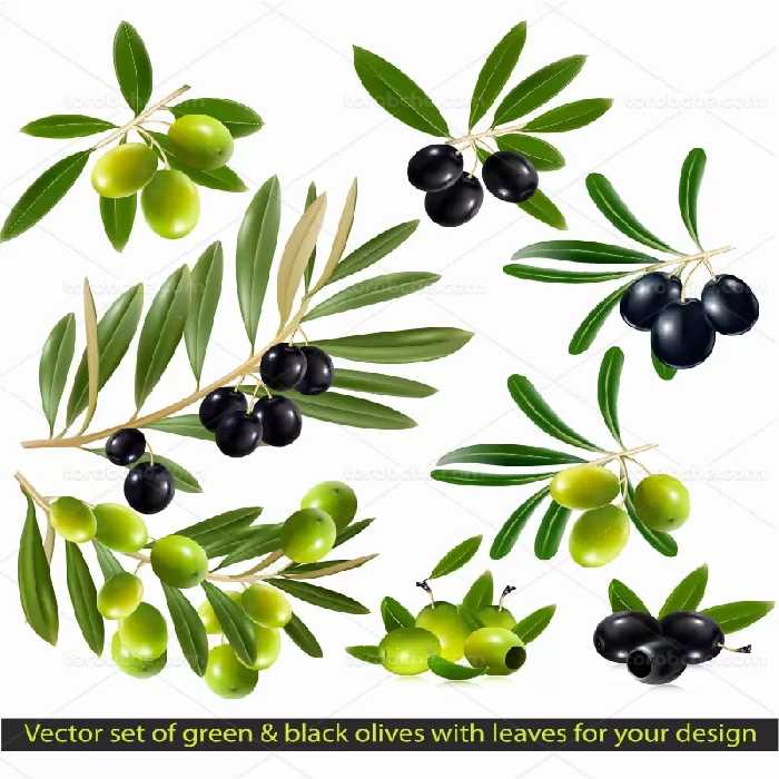 وکتور انواع زیتون تازه | گرافیک با طعم تربچه