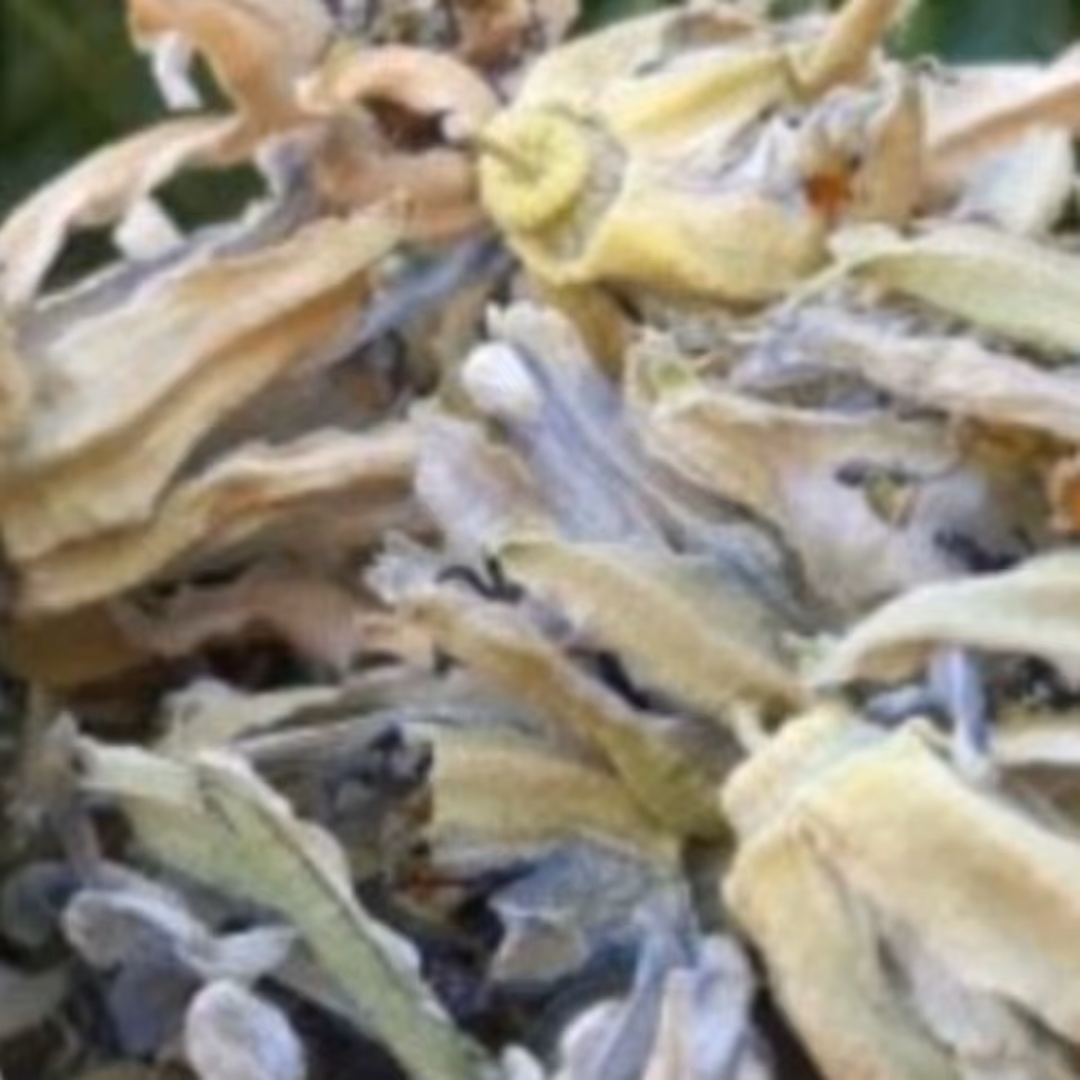 گل ساعتی یک کیلویی عطاری دستانی 