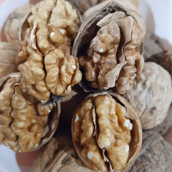 گردوپوست کاغذی 