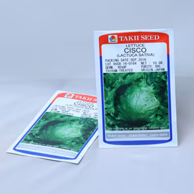 بذر کاهو پیچ استاندارد سیسکو تاکی ژاپن