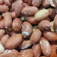 بادام زمینی آستانه اشرفیه  (نیم کیلو)