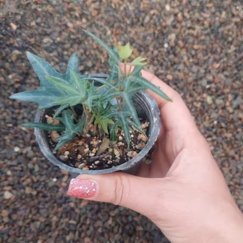 گل پاپیتال ستاره ای گلدان 8  پر بوته  