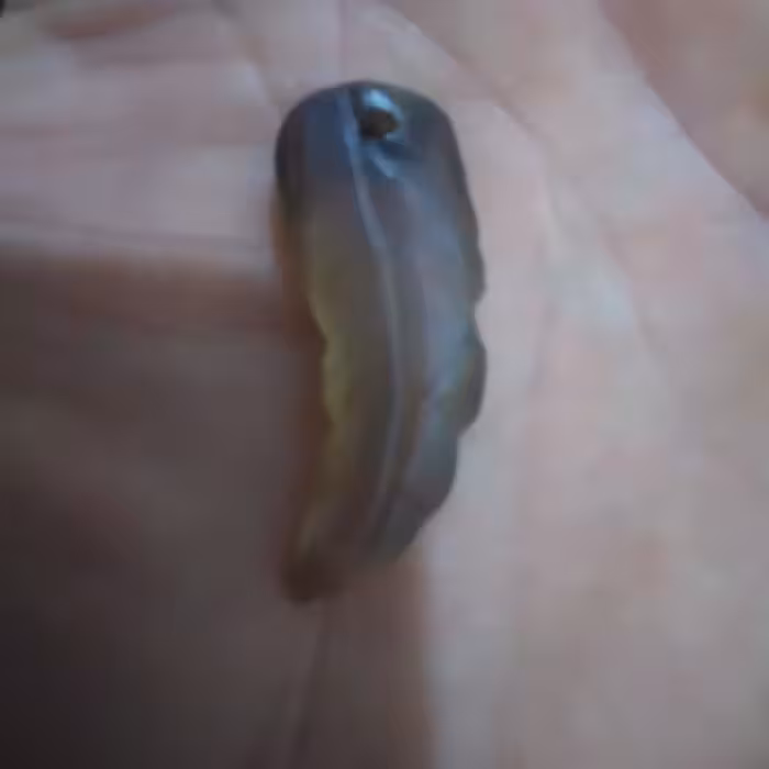 تراش برگ.  عقیق  دودی