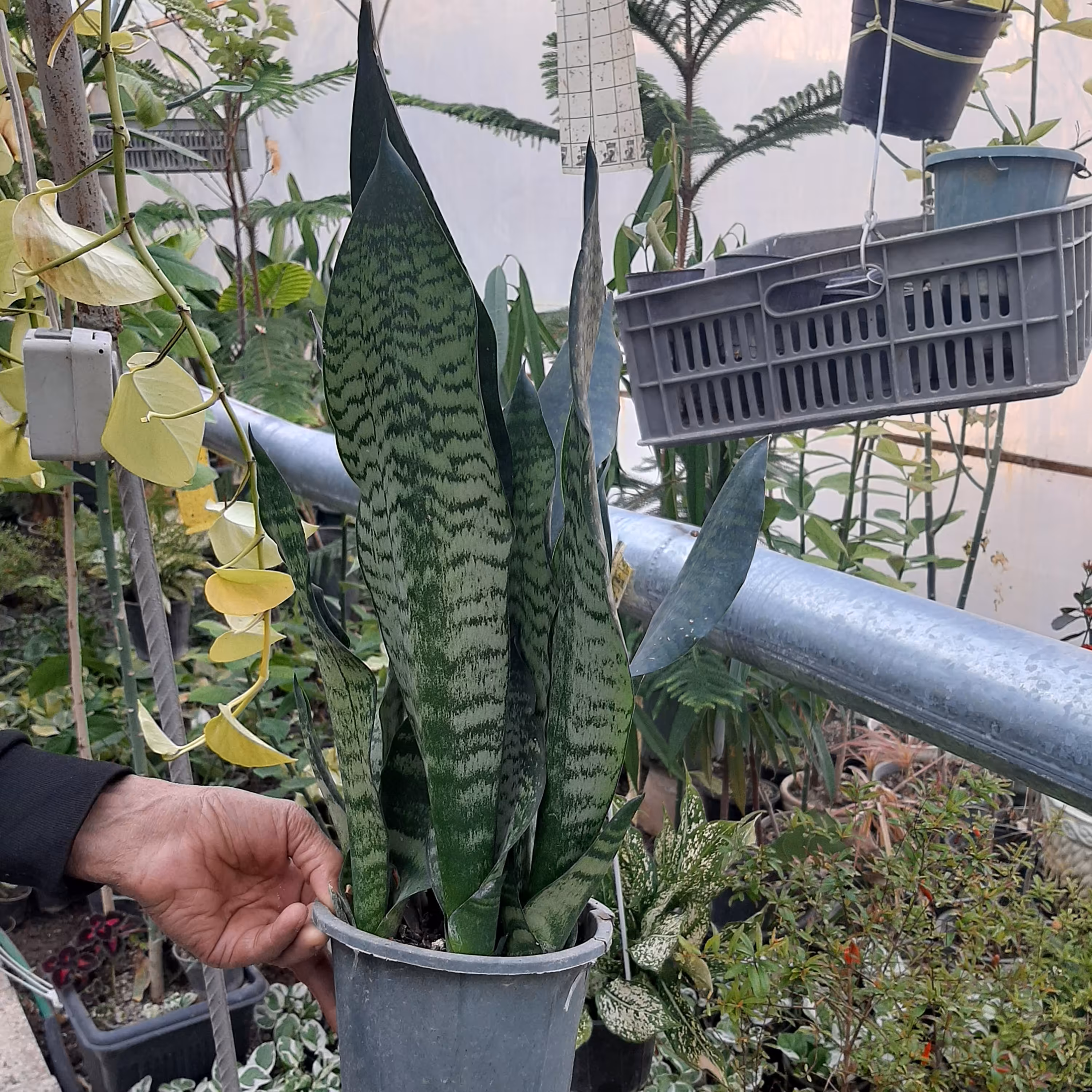 سانسوریا پا کوتاه سبز