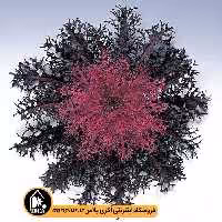 بذر کلم زینتی Peacock تاکی