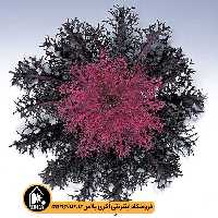 بذر کلم زینتی Peacock تاکی