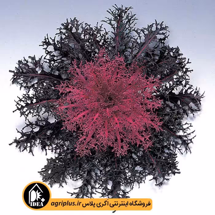 بذر کلم زینتی Peacock تاکی