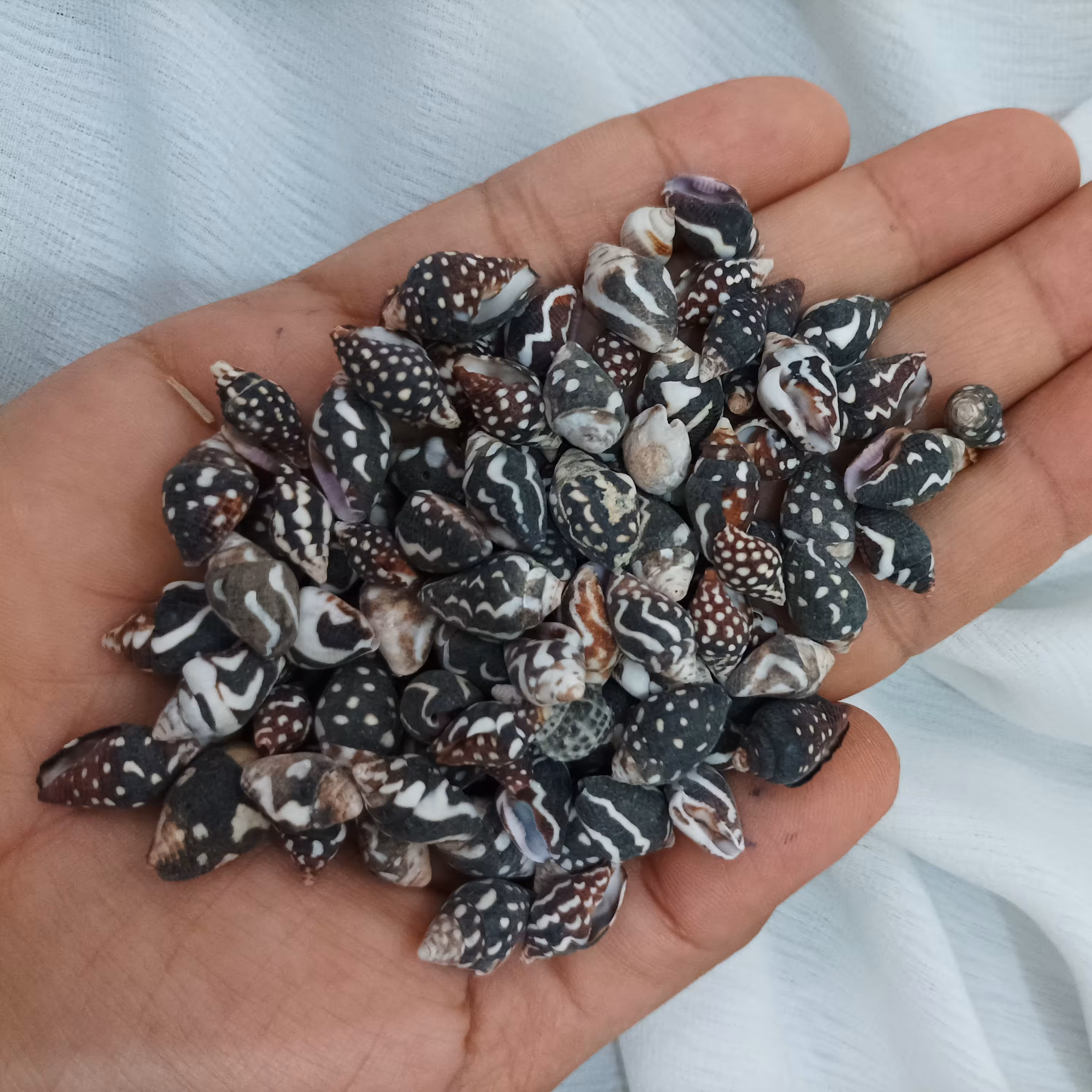 5 عدد حلزون کوچک زیبای طرح دار  قیمت برای هر عدد،مناسب کارهای هنری