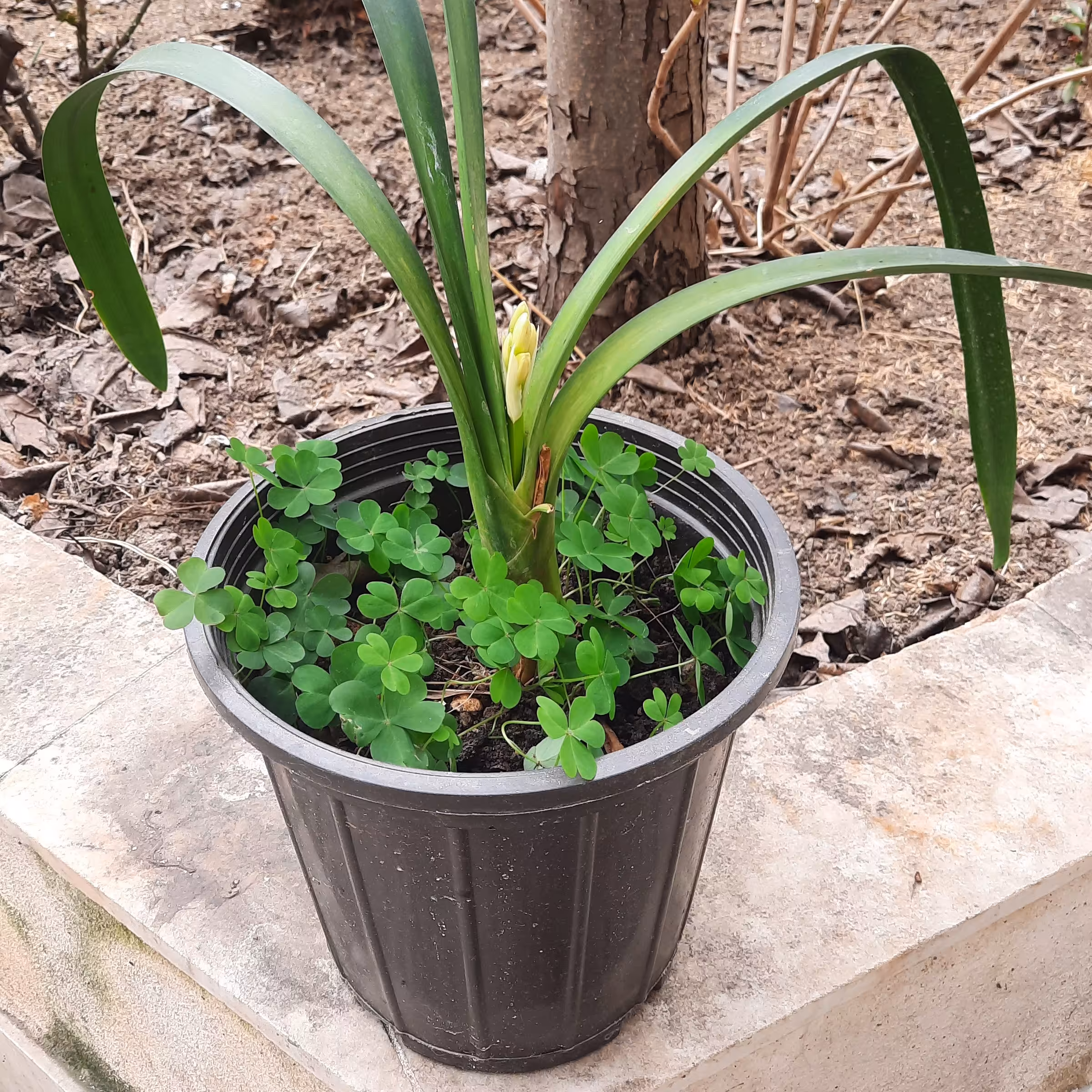 گل خورشیدی با  هزینه ارسال رایگان 