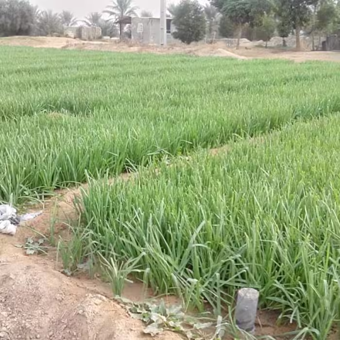 بذر تره ایرانی درجه یک بسته 10 گرمی