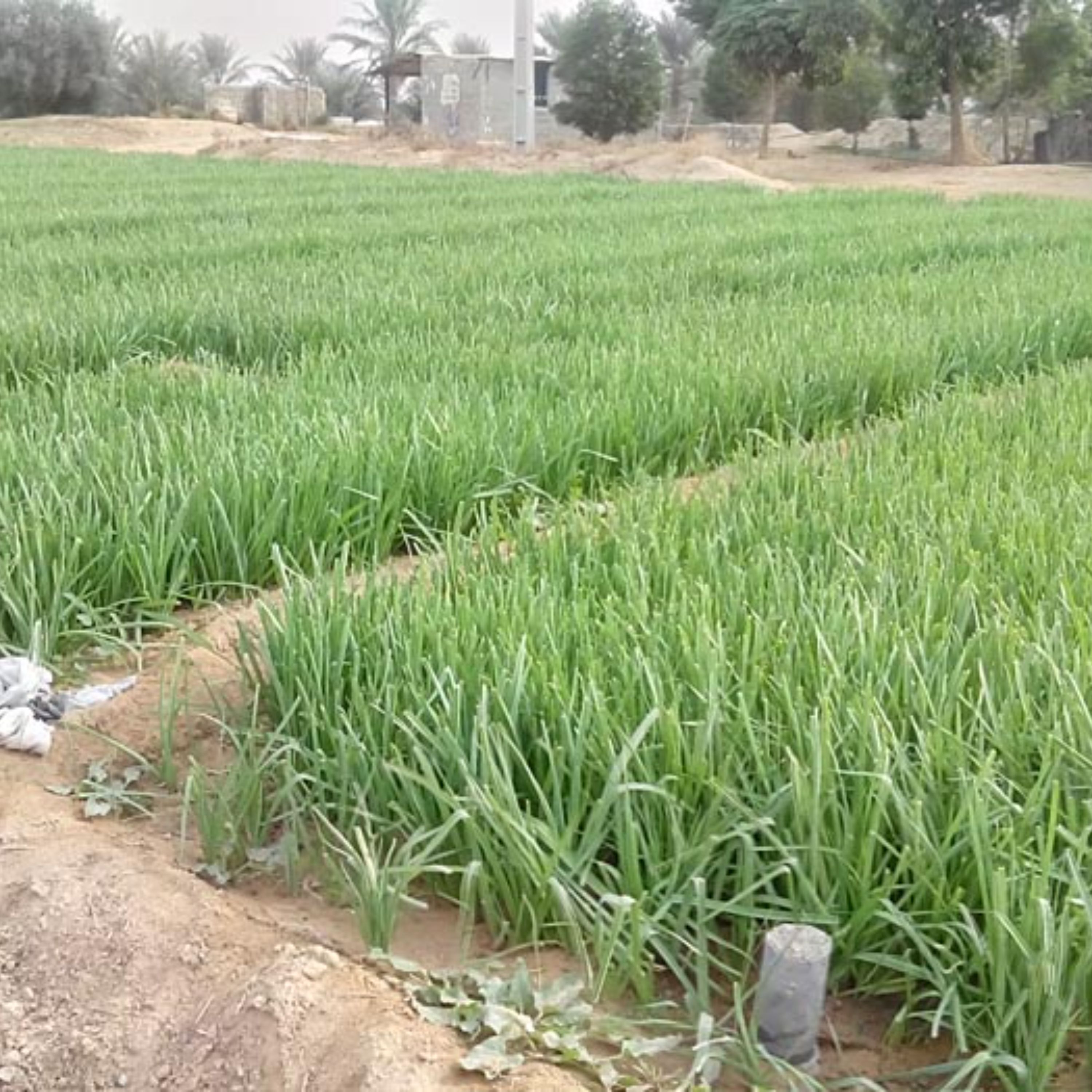 بذر تره ایرانی درجه یک بسته 10 گرمی
