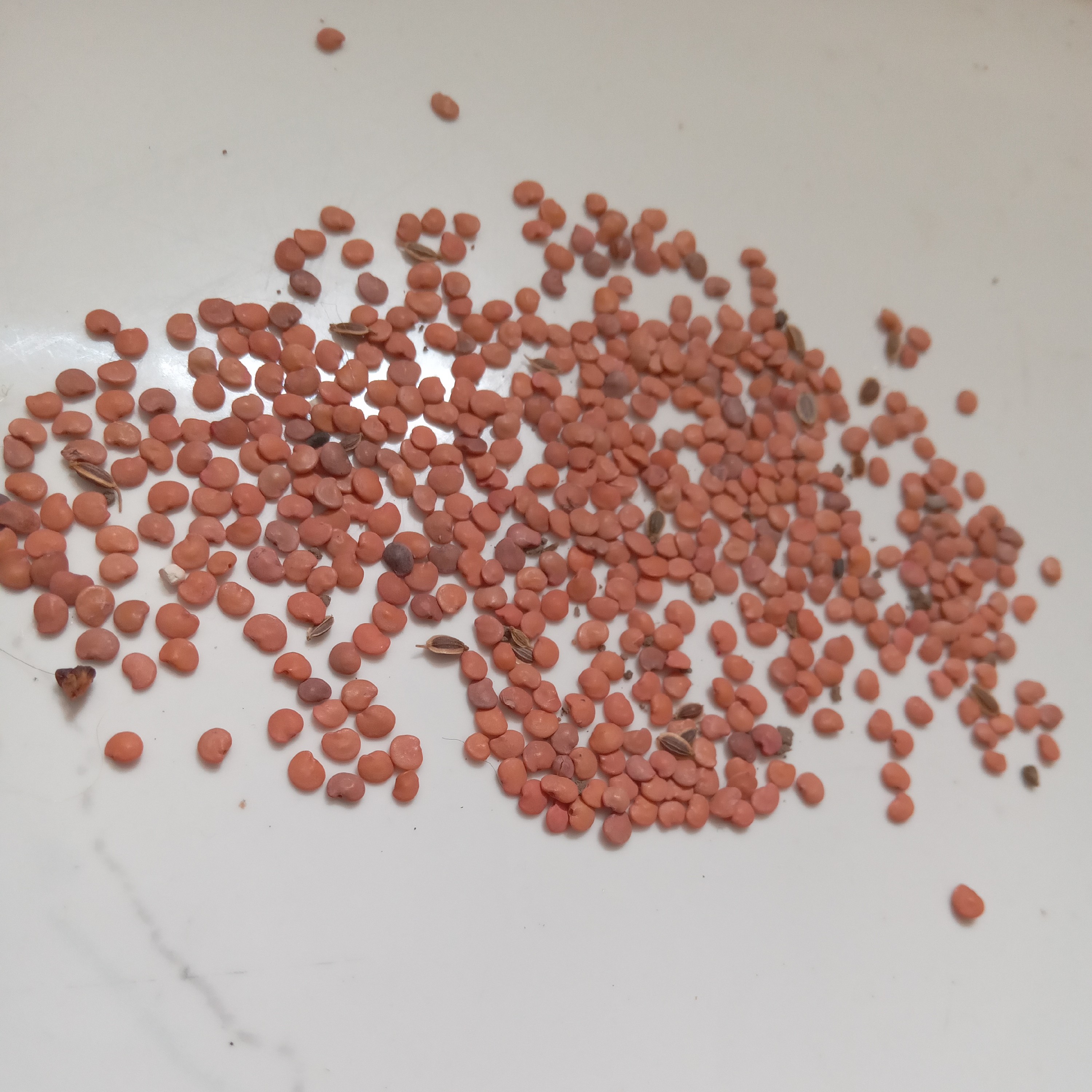 بذر بادمجان لانگو گلخانه ای (ارسال به صورت پس کرایه)