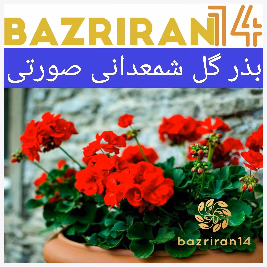 بذر گل شمعدانی قرمز