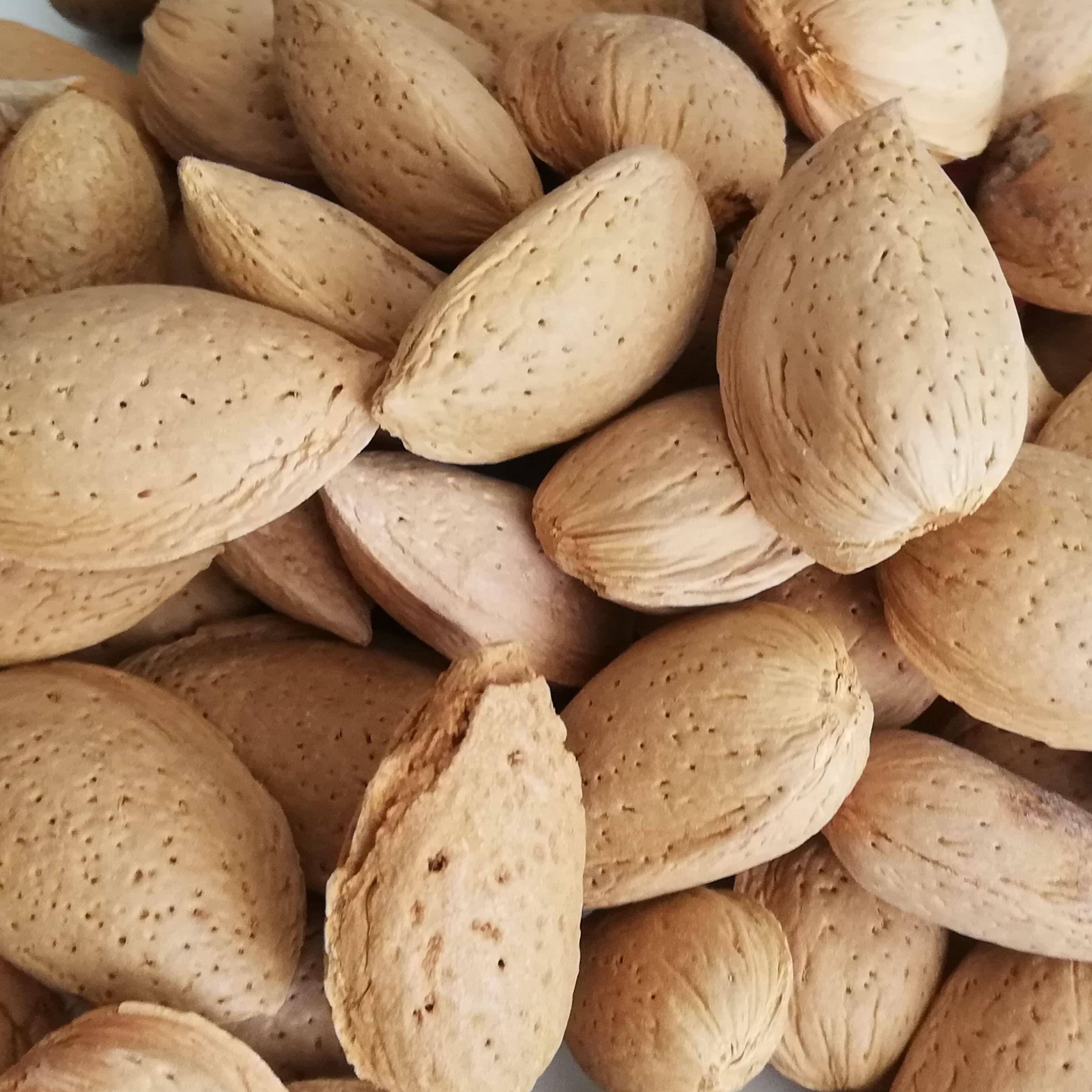 بادام سنگی دوکیلو گرمی ارسال رایگان سایز متوسط