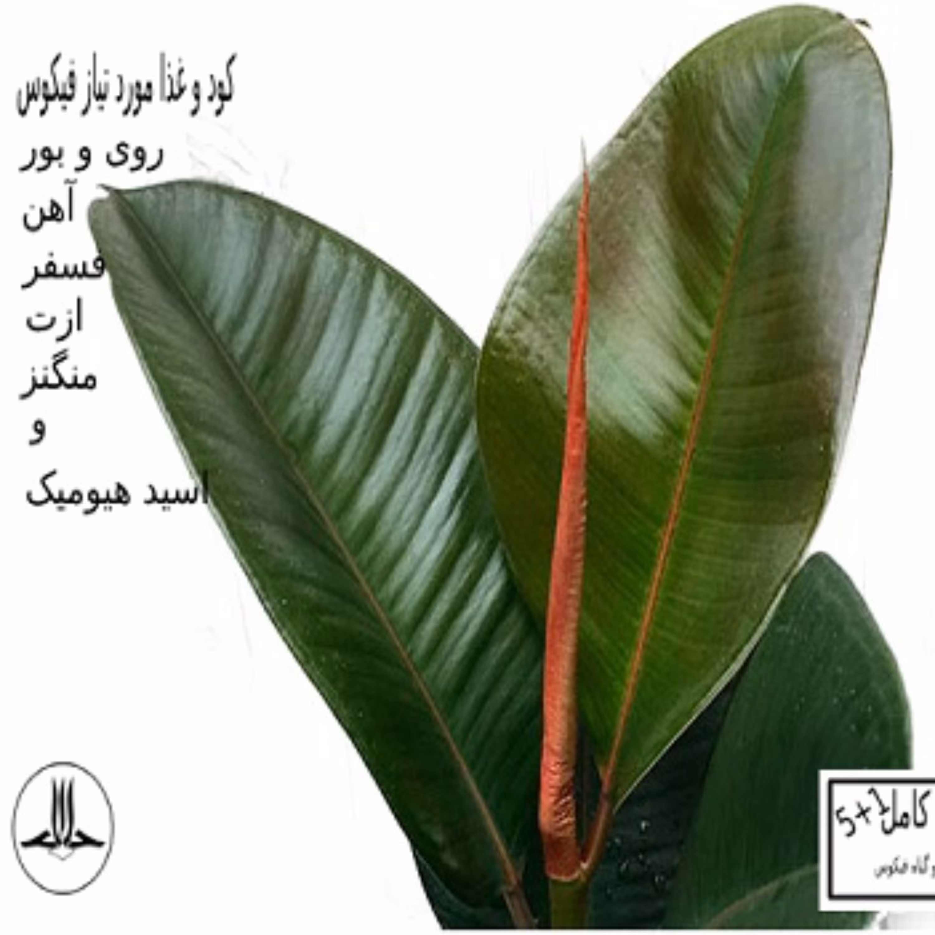 کود مخصوص گل فیکوس 1000 گرم پنج کود و یک رشد