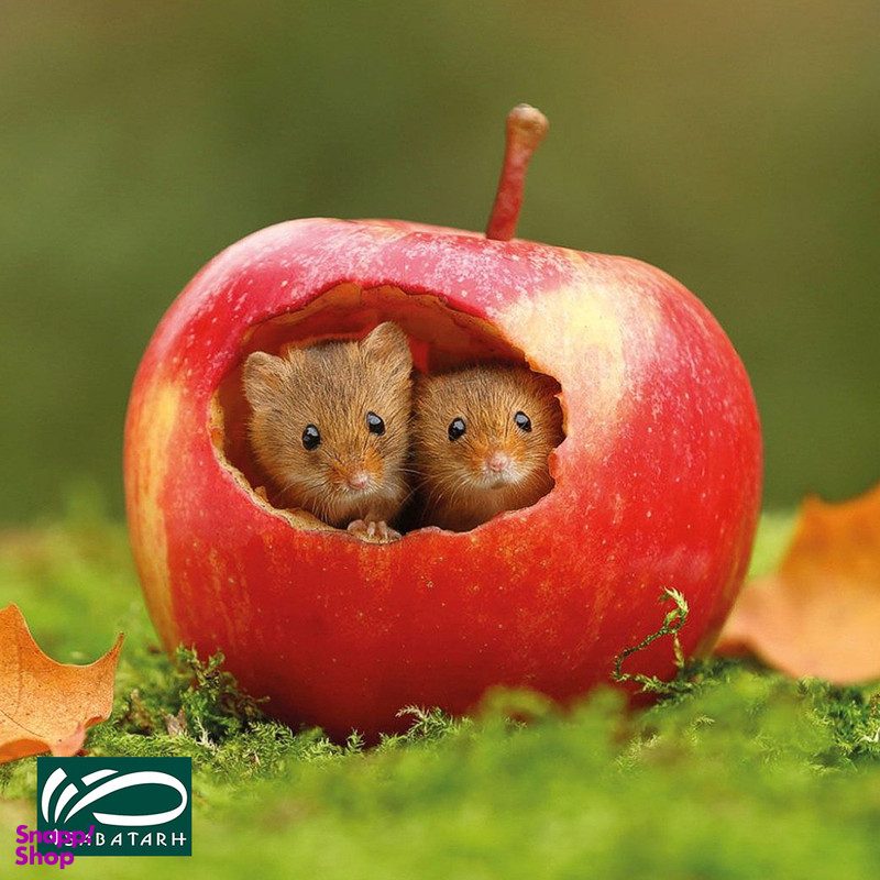 تابلو شاسی صبا طرح مدل همستر ها و خانه سیبی کد M242