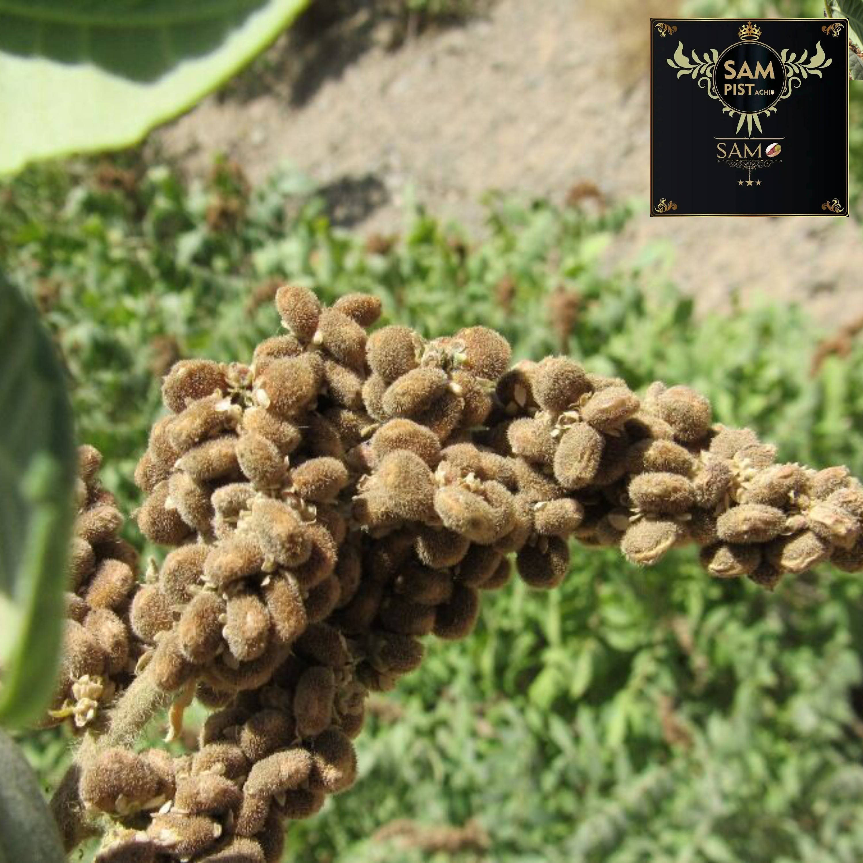 سماق خوشه ای ممتاز کیلویی 250