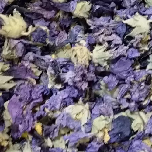 گل ختمی بنفش