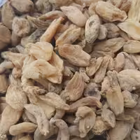 ثعلب قلوه ای 50 گرمی اصل طبیعی خشک 