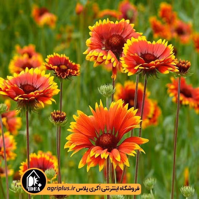 بذر گل رعنا زیبا بسته بندی خانگی